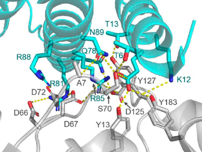Crystal structure and molecular dynamics simulations of rademikibart Fab-IL-4Rα complex reveal biochemical basis for next-generation potent IL-4Rα inhibition in type 2 allergic and inflammatory diseases