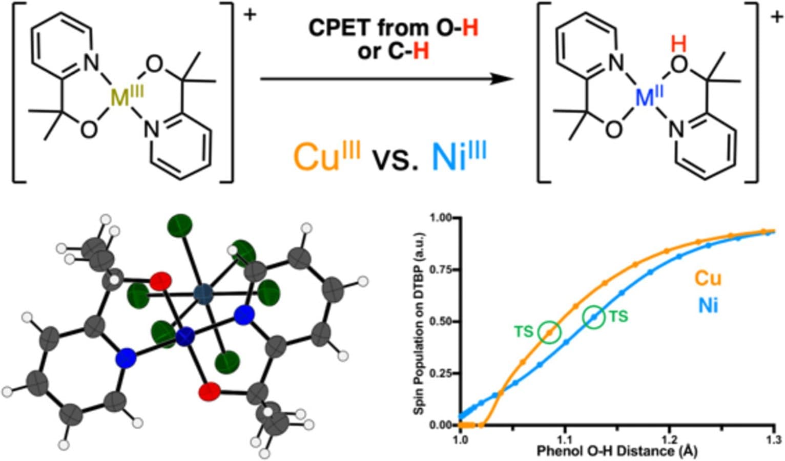 Metal-Dependent Asynchronicity of Concerted Proton–Electron Transfer to a High-Valent Copper (III) Complex and Its Nickel (III) Analogue