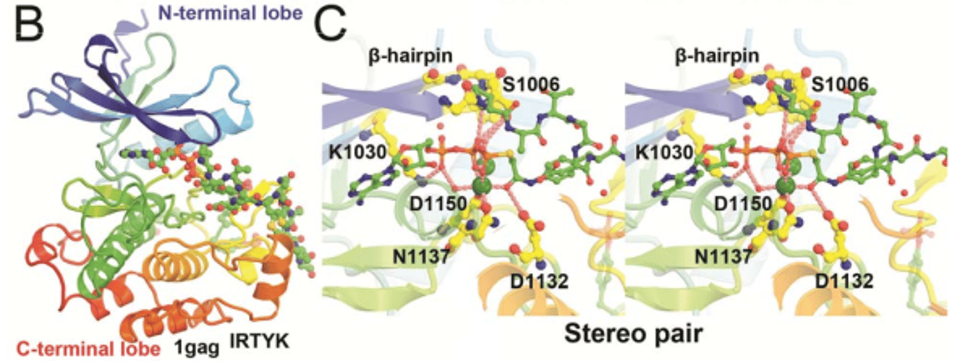 A Triple-Action Inhibitory Mechanism of Allosteric TYK2-Specific Inhibitors