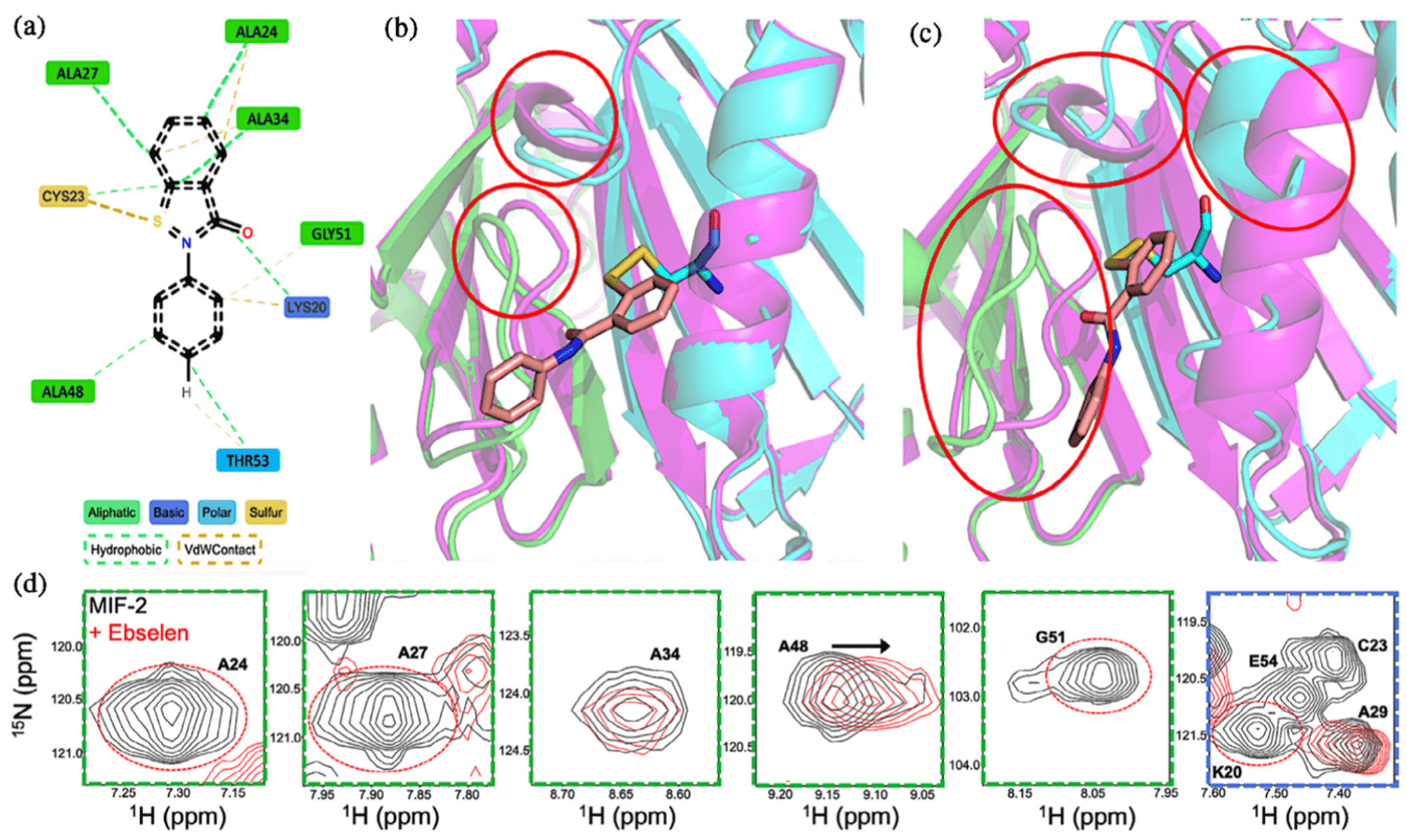 Atomistic modulation of MIF‐2 structure, catalysis, and biological signaling via cysteine residues and a small molecule, Ebselen