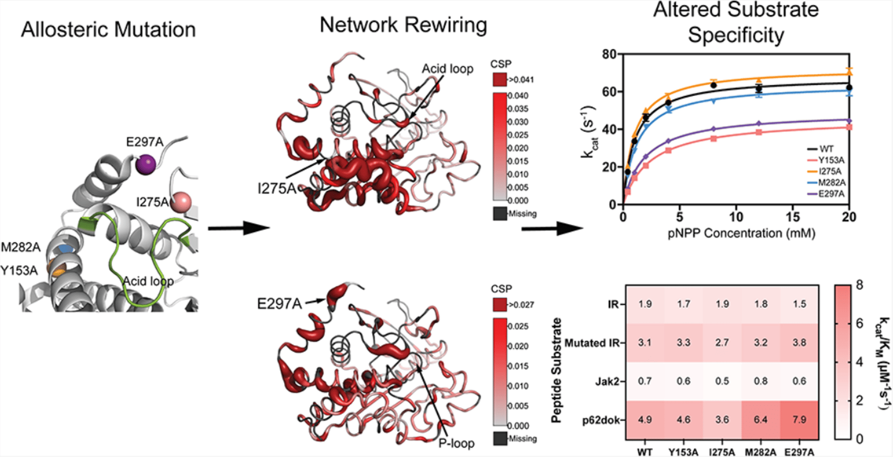 Distal Mutations Rewire Allosteric Networks to Control Substrate Specificity in PTP1B