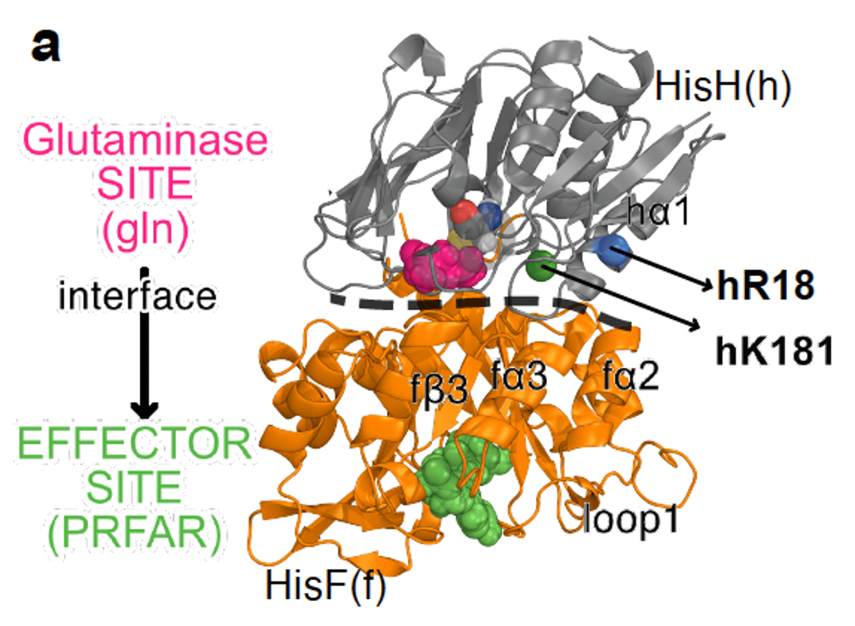 Rewiring V-type and K-type enzyme allostery through subunit interface mutations