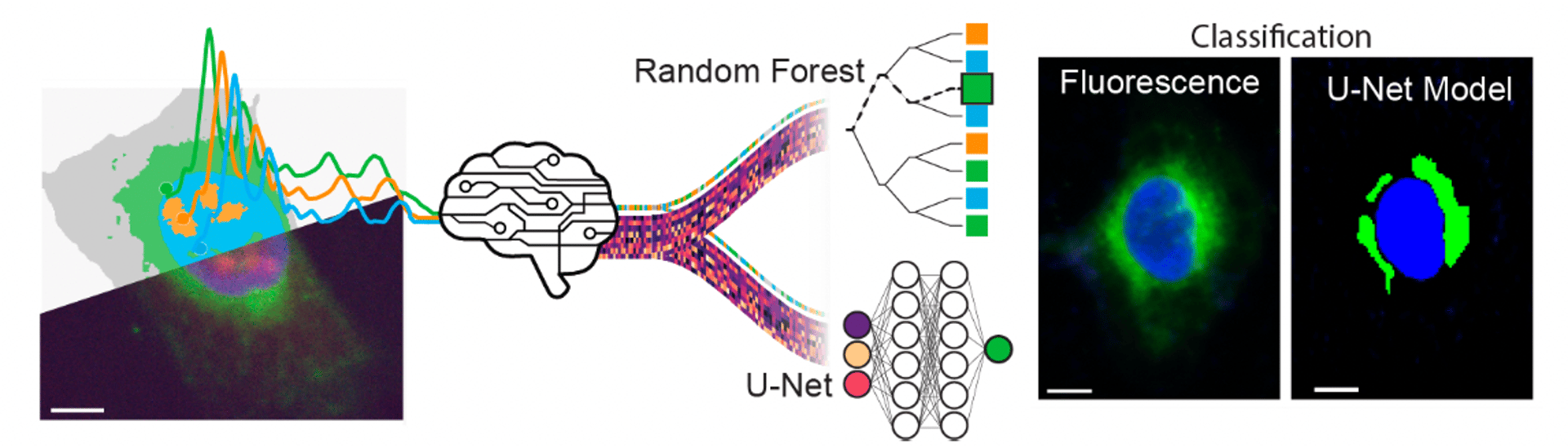 Label-Free AI-Classification of Subcellular Organelles Based on Optical Photothermal Infrared Images