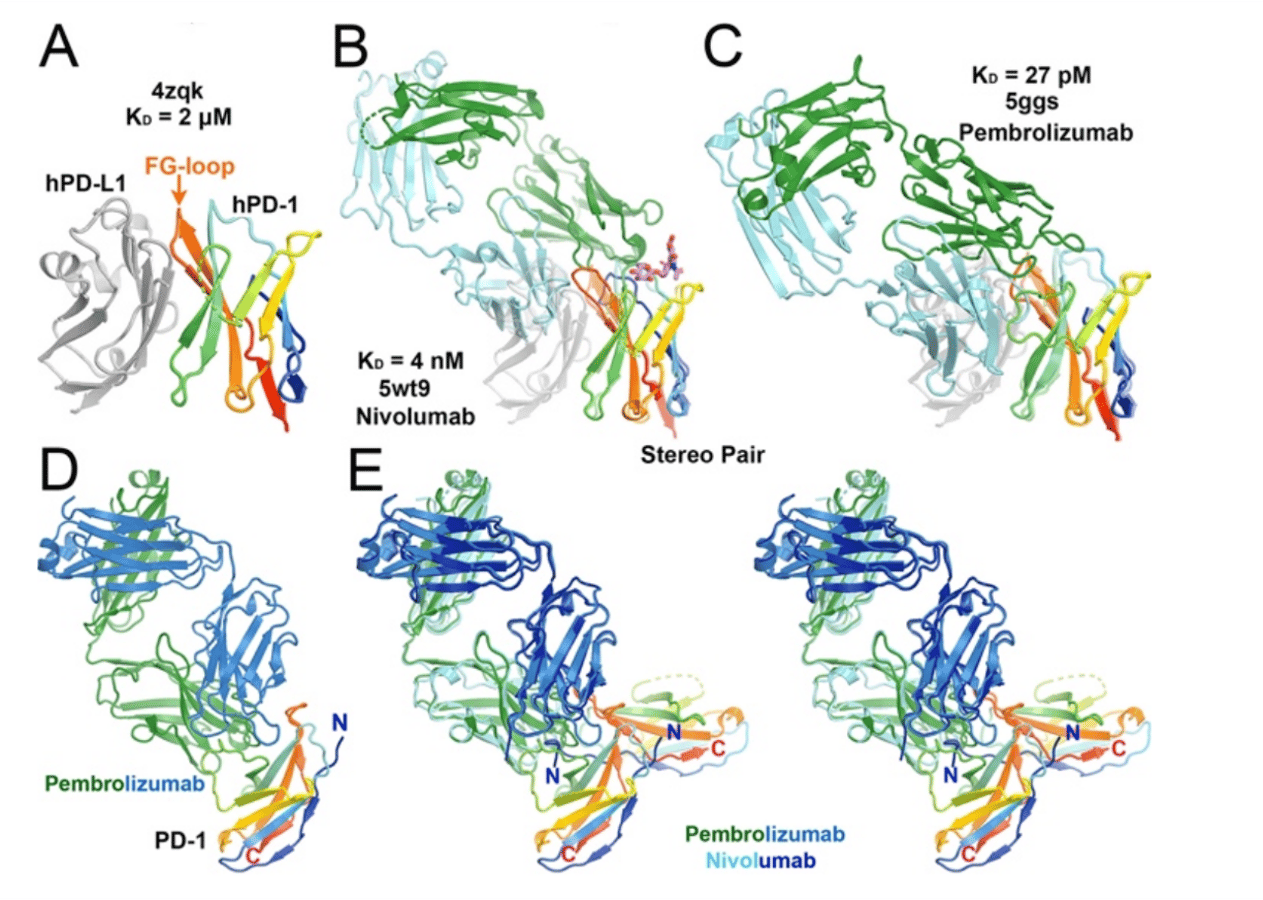 Humanized Anti-PD-1 Antibodies Generated Using The Conditional Kernel-Elastic Autoencoder