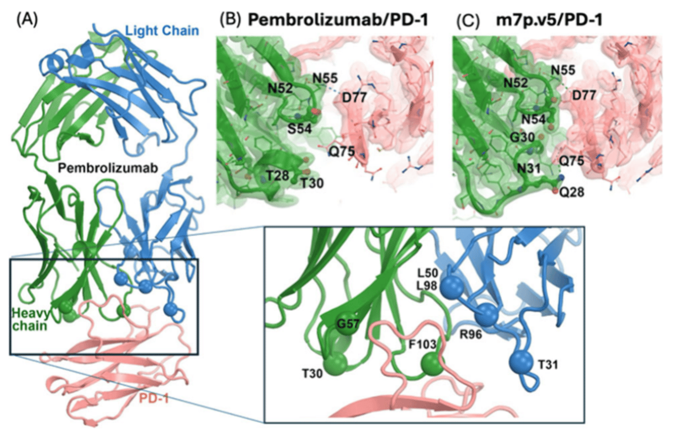 Computational Evolution of Anti-PD‑1 Antibodies Induces Structural Refolding for High-Affinity Interactions